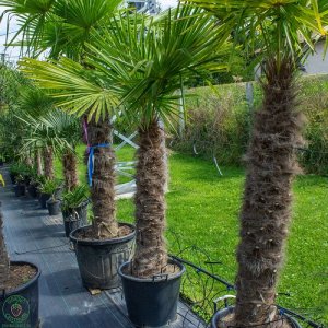Palma konopná (Trachycarpus fortunei) - výška kmeňa 100-125 cm, celková výška 170-200 cm (-17°C) 